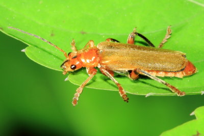 Cantharis livida