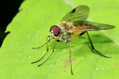 Family Rhagionidae - Snipe Flies