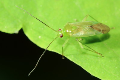 Common Green Capsid, Lygocoris pabulinus (Mirinae)