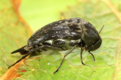 Family Mordellidae - Tumbling Flower Beetles