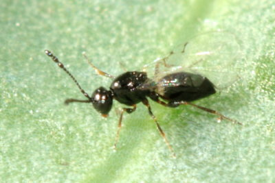 Figitidae (Eucoilinae)
