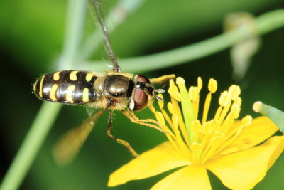 Family Syrphidae - Syrphid Flies