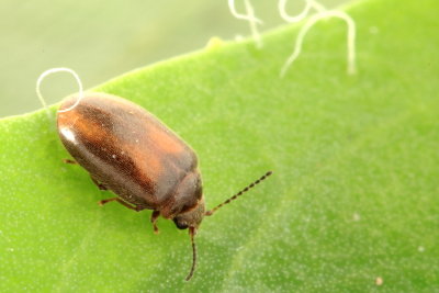 Family Scirtidae - Marsh Beetles
