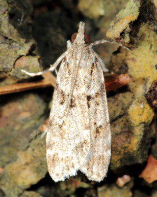 Double-striped Scoparia, Hodges#4716 Scoparia biplagialis