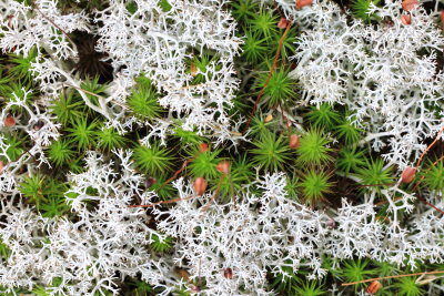 Grey Reindeer Lichen (Cladonia rangiferina)
