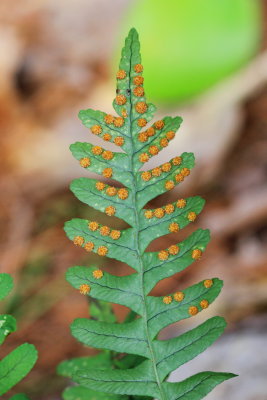Common Polypody (Polypodium virginianum)