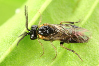 Purslane Sawfly (Schizocerella pilicornis)
