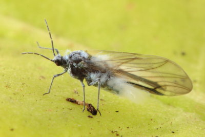 Woolly Aphid (Eriosomatinae)