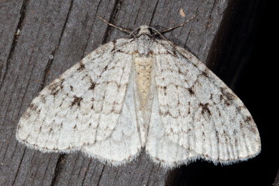Autumnal Moth, Hodges#7433 Epirrita autumnata