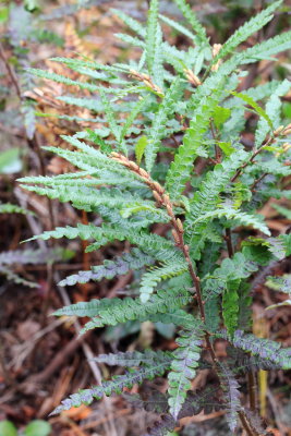 Sweetfern (Comptonia peregrina)