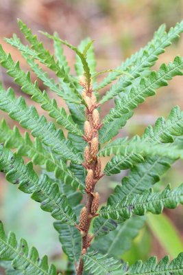 Sweetfern (Comptonia peregrina)