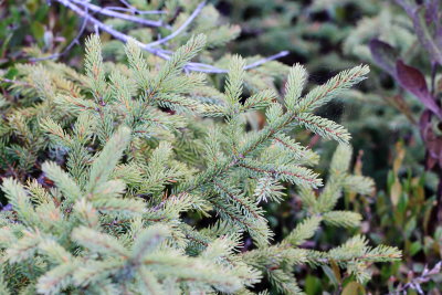 Black Spruce (Picea mariana)