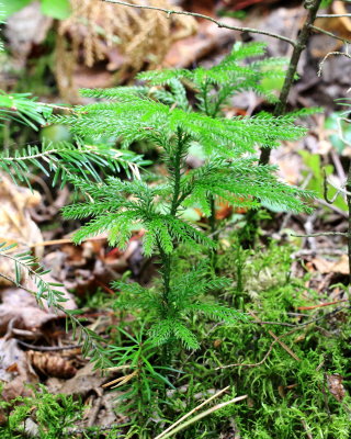 Prickly Tree Clubmoss (Dendrolycopodium dendroideum)
