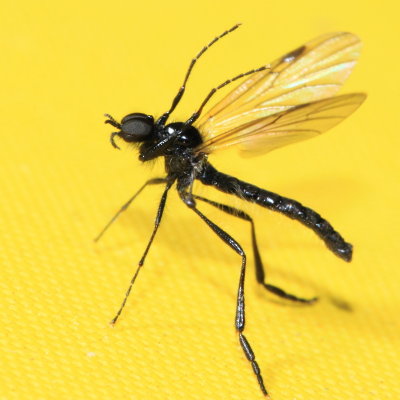 March Fly (Bibo slossonae), family Bibionidae