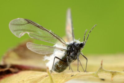 Woolly Aphid (Eriosomatinae)