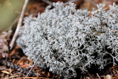 Grey Reindeer Lichen (Cladonia rangiferina)