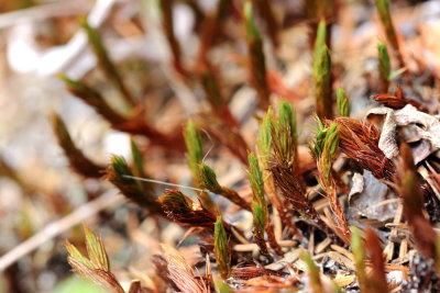 Polytrichum commune 