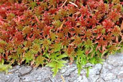 Sphagnum warnstorfii