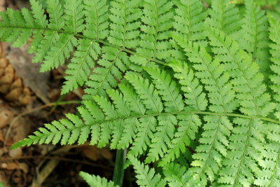 Intermediate Wood Fern (Dryopteris intermedia)