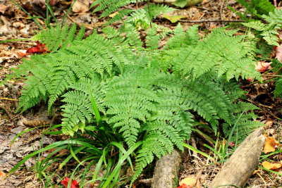 Intermediate Wood Fern (Dryopteris intermedia)