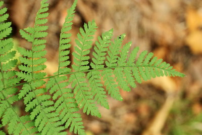 Intermediate Wood Fern (Dryopteris intermedia)