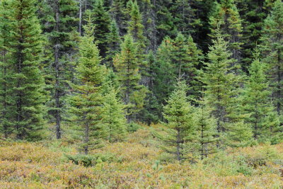 Black Spruce (Picea mariana)