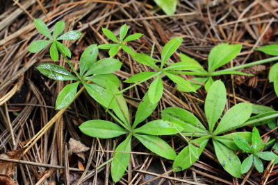 Fragrant Bedstraw (Galium triflorum)