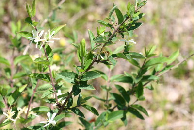 Morrow's Honeysuckle (Lonicera morrowi)