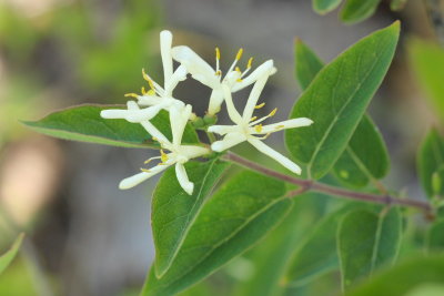 Morrow's Honeysuckle (Lonicera morrowi)