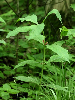 Orange-fruited Horse Gentian (Triosteum aurantiacum)