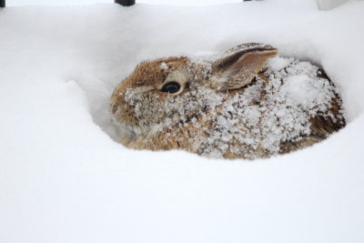 Eastern Cottontail