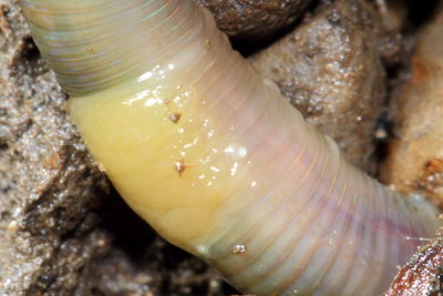 Green Worm (Allolobophora chlorotica)