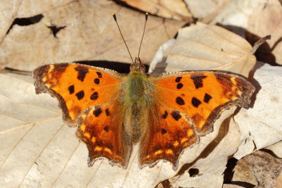 Eastern Comma (Polygonia comma)