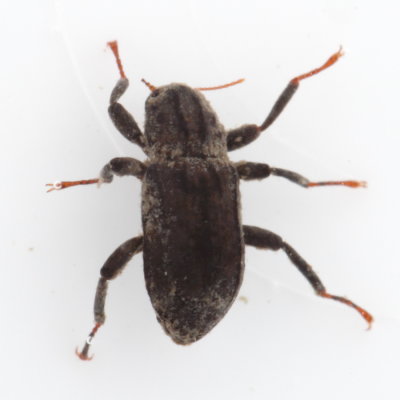 Stenelmis sp.