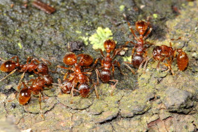 European Fire Ant (Myrmica rubra)