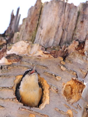 Red-breasted Nuthatch