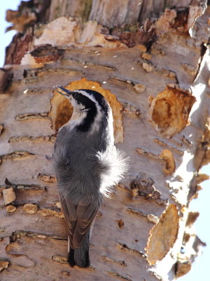 Red-breasted Nuthatch