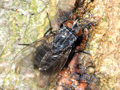 Muscina pascuorum (Azeliinae)