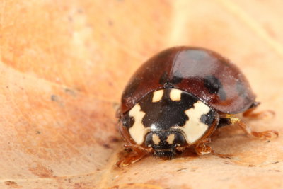 15-spotted Lady Beetle (Anatis labiculata)
