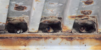 Cliff Swallows (Petrochelidon pyrrhonota)