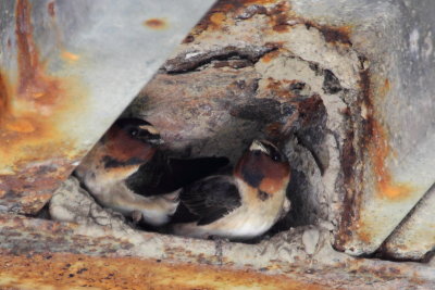 Cliff Swallows (Petrochelidon pyrrhonota)