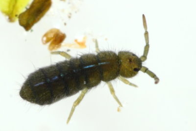 Isotoma viridis, family Isotomidae