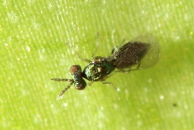 Eulophid Wasp