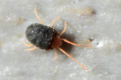 Bryobia sp., family Tetranychidae