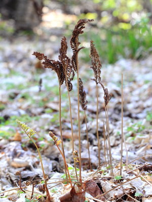 Sensitive Fern (Onoclea sensibilis)