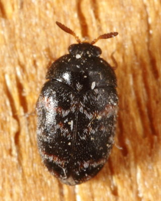 Trogoderma glabrum