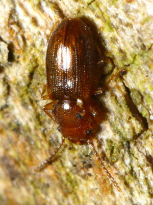 Charaphloeus sp., family Laemophloeidae