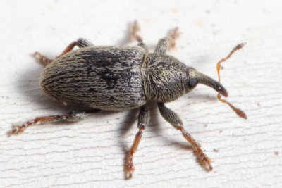 Clover Seed Weevil (Tychius picirostris)