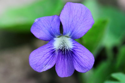 Woolly Blue Violet (Viola sororia)