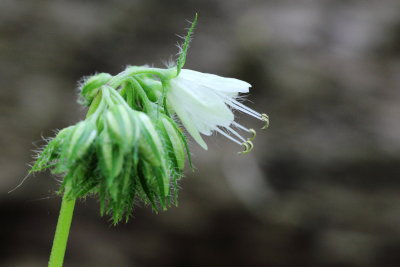 Virginia Waterleaf (Hydrophyllum virginianum)